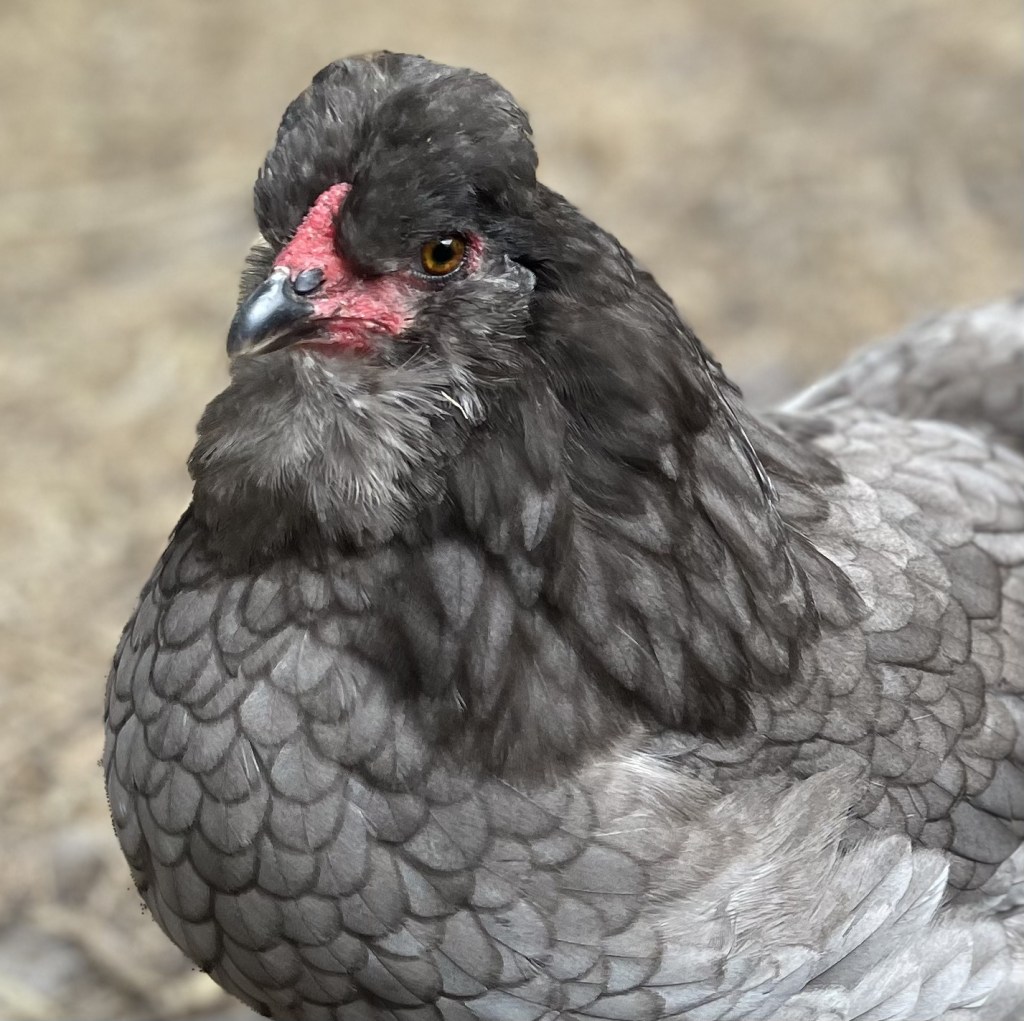 Image is a grey chicken with brown eyes, a red face and a black beak. She doesn't have a comb or wattle, but prominent plumage in these areas instead.
